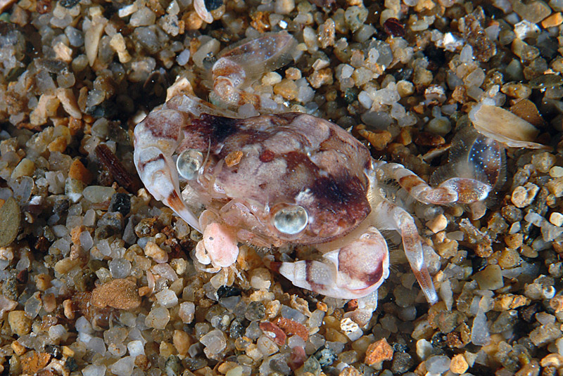 Liocarcinus zariquieyi con Ebalia sp.